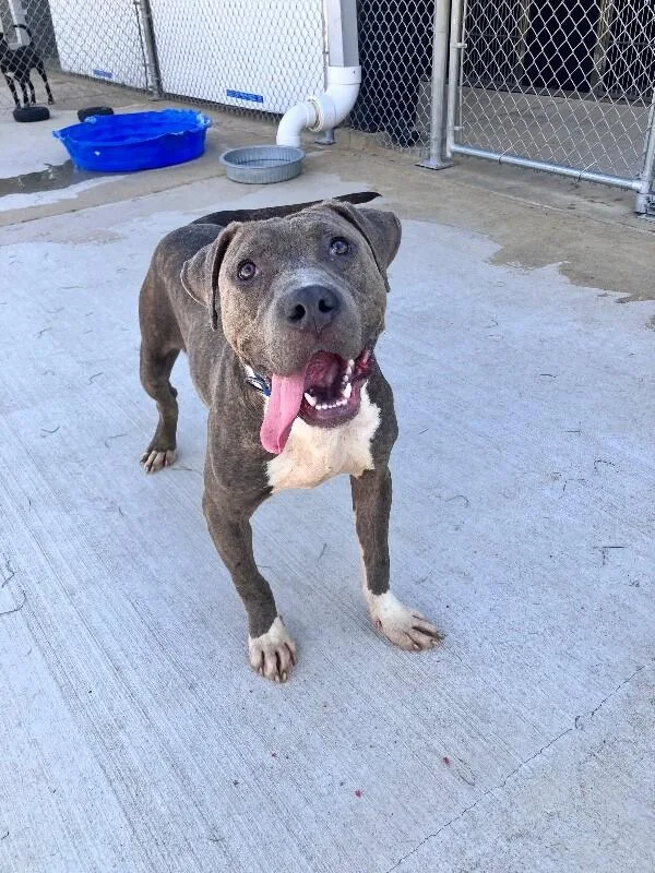 An adult large-sized male Gray / Blue / Silver Pit Bull Terrier dog named Offset for adoption in Jackson, TN
