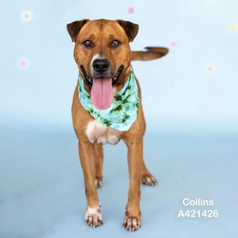 Collins