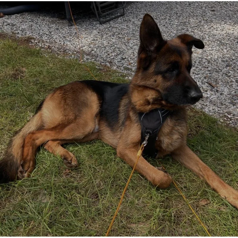 Zorro