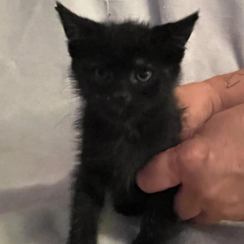 A baby medium-sized female Black Domestic Short Hair cat named Riley for adoption in Minneapolis, MN