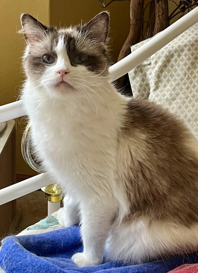 An adult medium-sized female Seal Point Ragdoll cat named Halle for adoption in valparaiso, IN