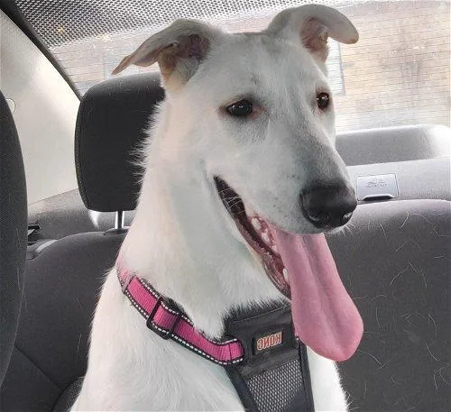 An adult extra large-sized female Great Pyrenees dog named Kalei for adoption in Spring, TX