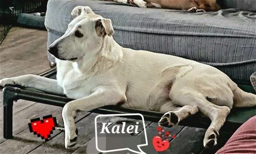 Kalei thumbnail 3