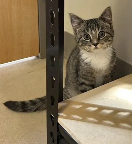 A young small-sized male Domestic Short Hair cat named Emmanuel for adoption in Quakertown, PA