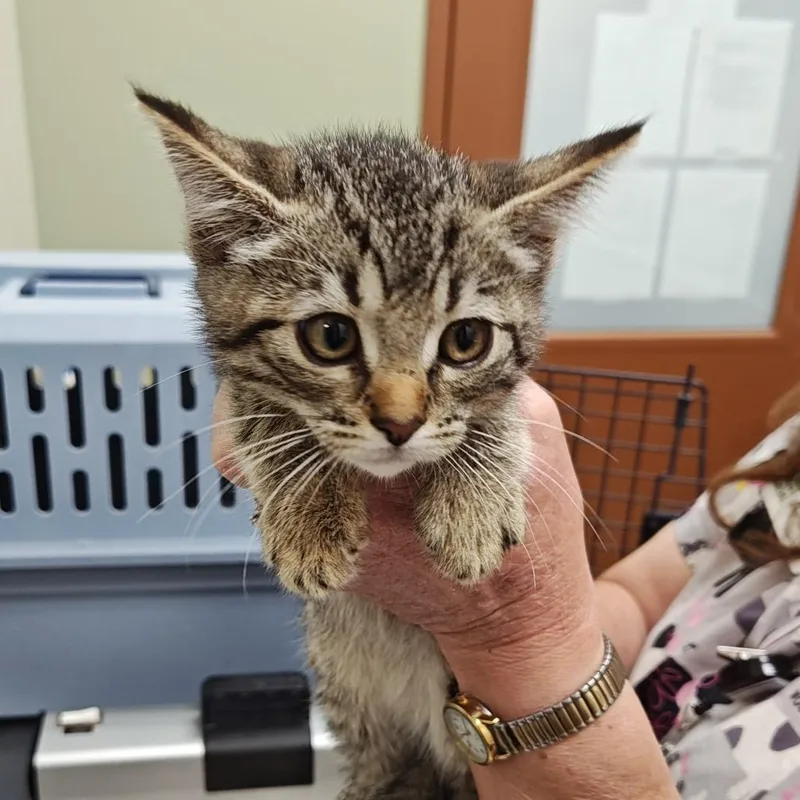 A baby small-sized female Gray / Blue / Silver Domestic Short Hair cat named Iepastray for adoption in Upland, CA