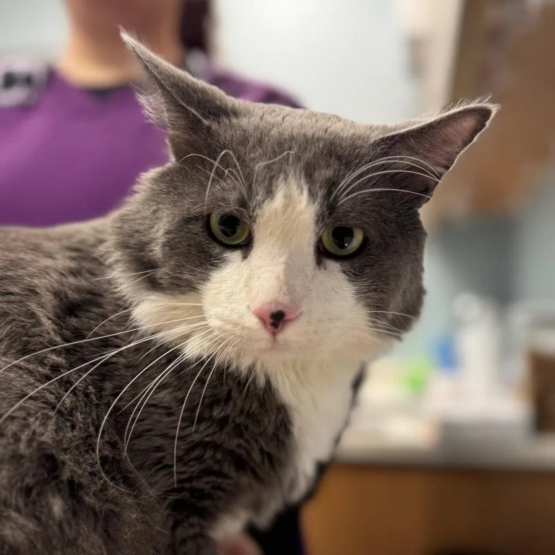 A young medium-sized male Gray & White Domestic Short Hair cat named Zuri for adoption in New Castle, DE