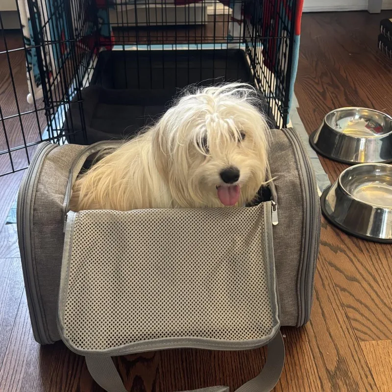 A young small-sized female White / Cream Havanese dog named Apple for adoption in Brooklyn, NY