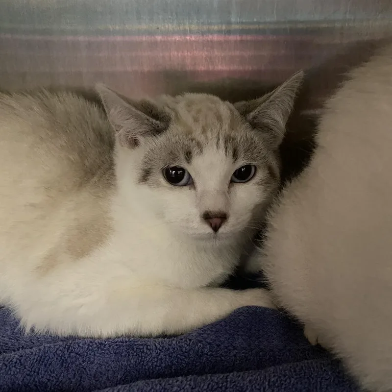 A baby small-sized female Siamese cat named Cake for adoption in Philadelphia, PA