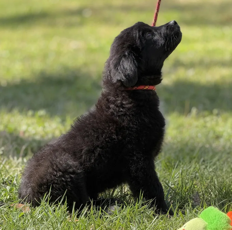 A baby small-sized male Shepherd dog named Dublin for adoption in Locust Fork, AL
