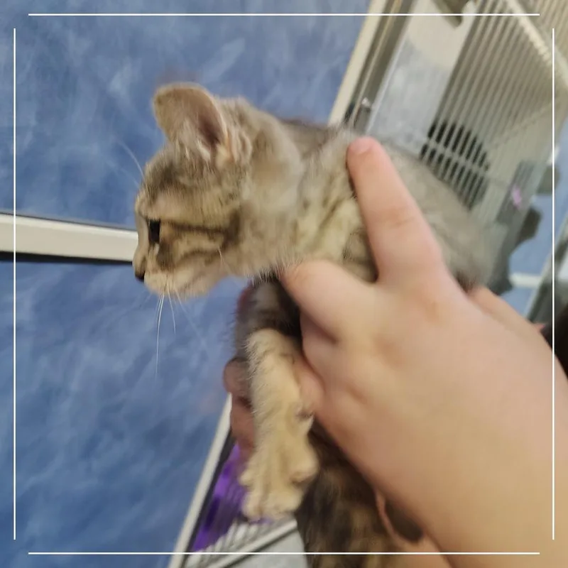 A baby small-sized female Gray / Blue / Silver Domestic Short Hair cat named Denali for adoption in Dearborn, MI