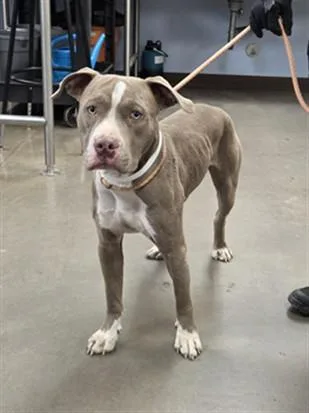 A young large-sized male Staffordshire Bull Terrier dog named Monty for adoption in Phoenix, AZ