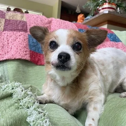 A senior small-sized female Chihuahua dog named Daisy for adoption in Union Grove, WI