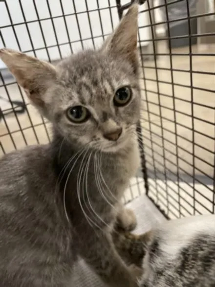 A baby small-sized male Domestic Short Hair cat named James for adoption in Van Nuys, CA
