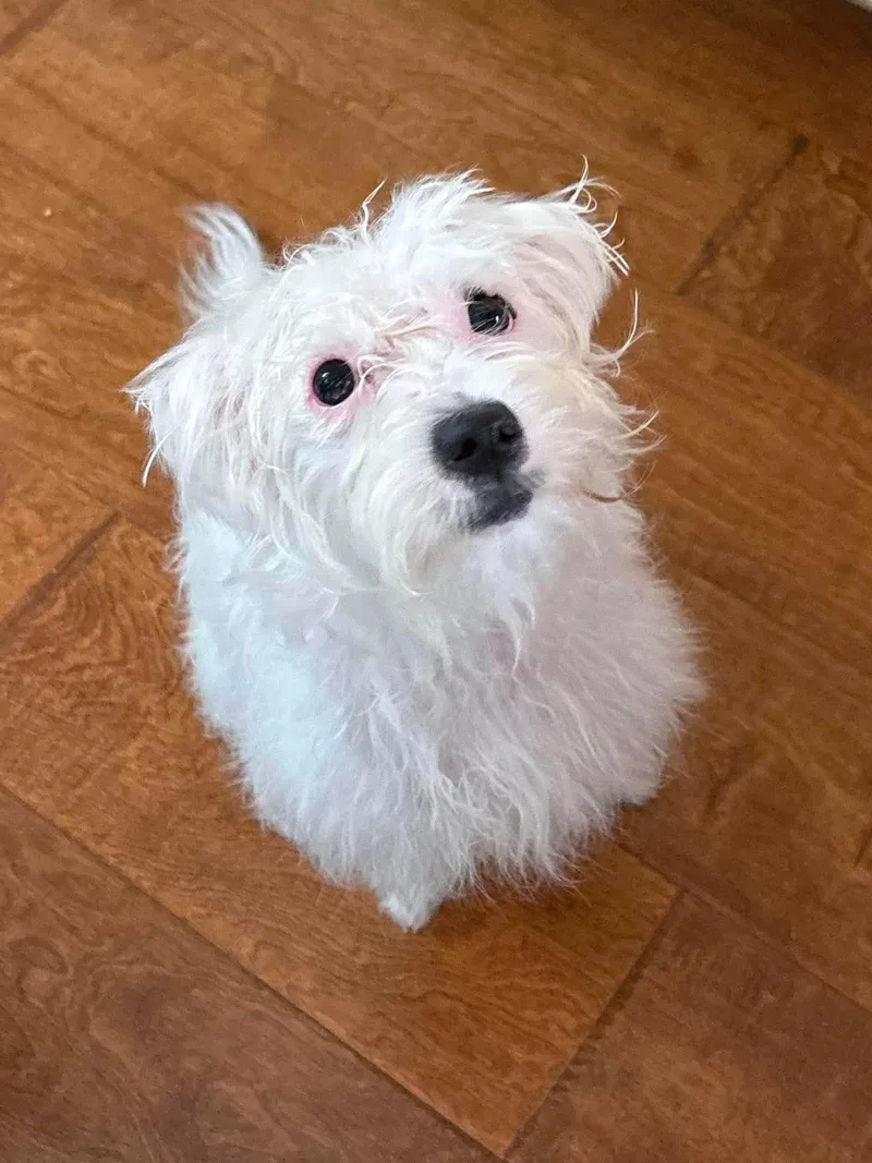 A young small-sized female Poodle dog named Rumi for adoption in Orange, CA