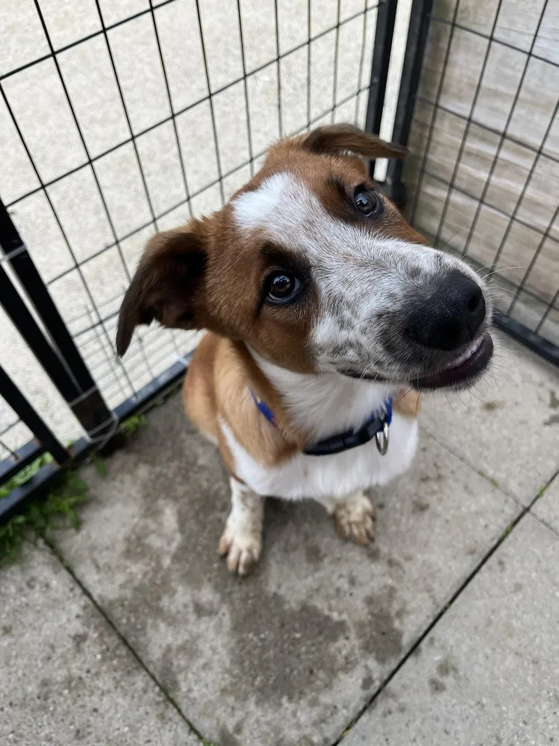A young medium-sized male Australian Cattle Dog / Blue Heeler dog named Anthony for adoption in Altoona, PA