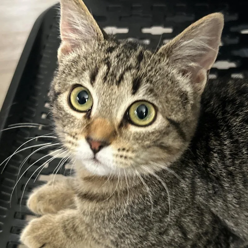 A baby small-sized female Brown / Chocolate Domestic Medium Hair cat named Babe for adoption in Kenai, AK