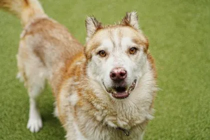 A senior large-sized male Siberian Husky dog named Gumdrop for adoption in Bellevue, WA