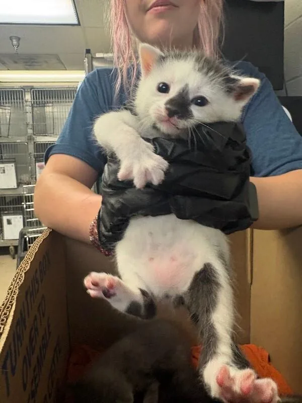 A young medium-sized male Black & White / Tuxedo Domestic Short Hair cat named Kinger for adoption in Cincinnati, OH