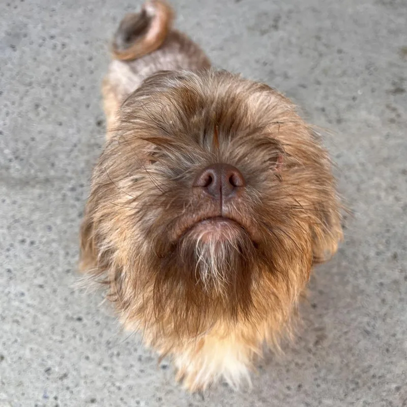 Chewie