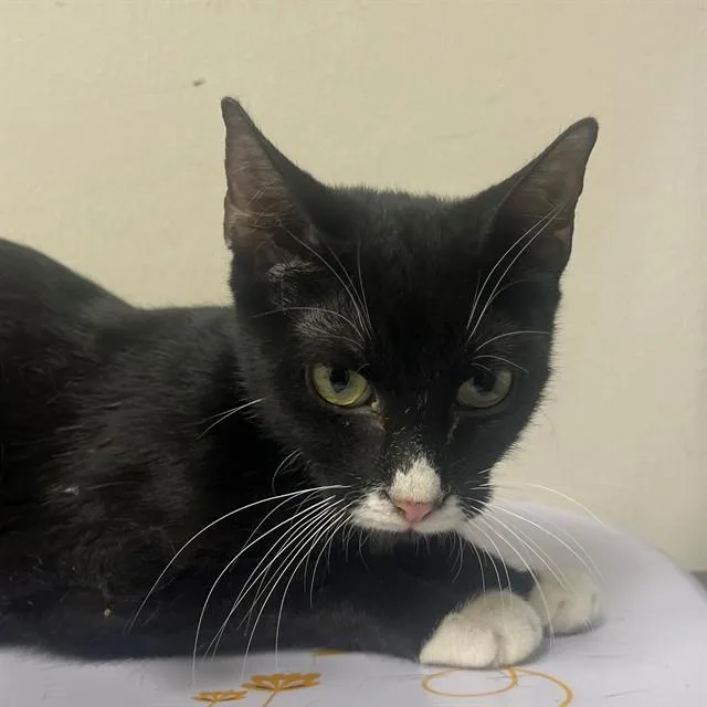 A young medium-sized female Domestic Short Hair cat named Salem for adoption in Naples, FL