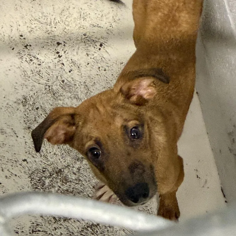 A baby small-sized male Australian Shepherd dog named Gomez for adoption in Delaware, OH