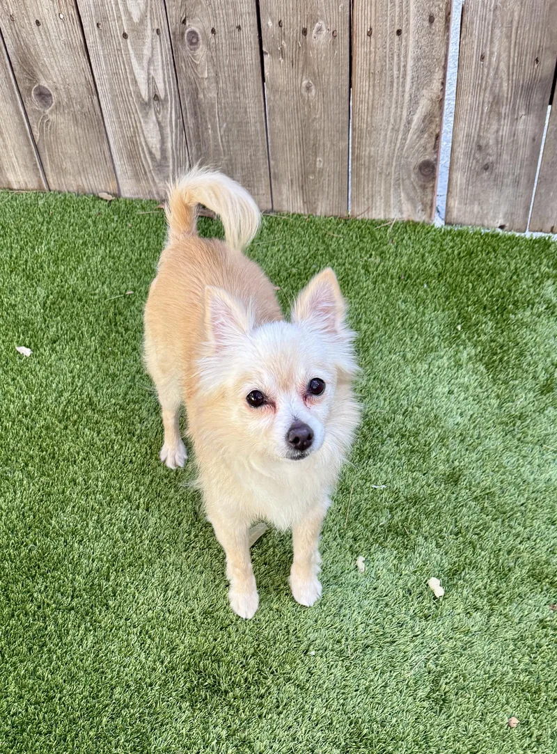 Buttercup thumbnail 4