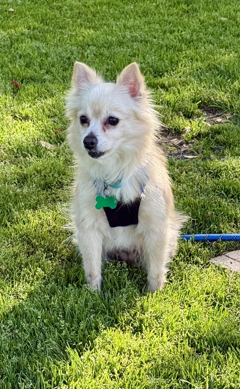 Buttercup thumbnail 5