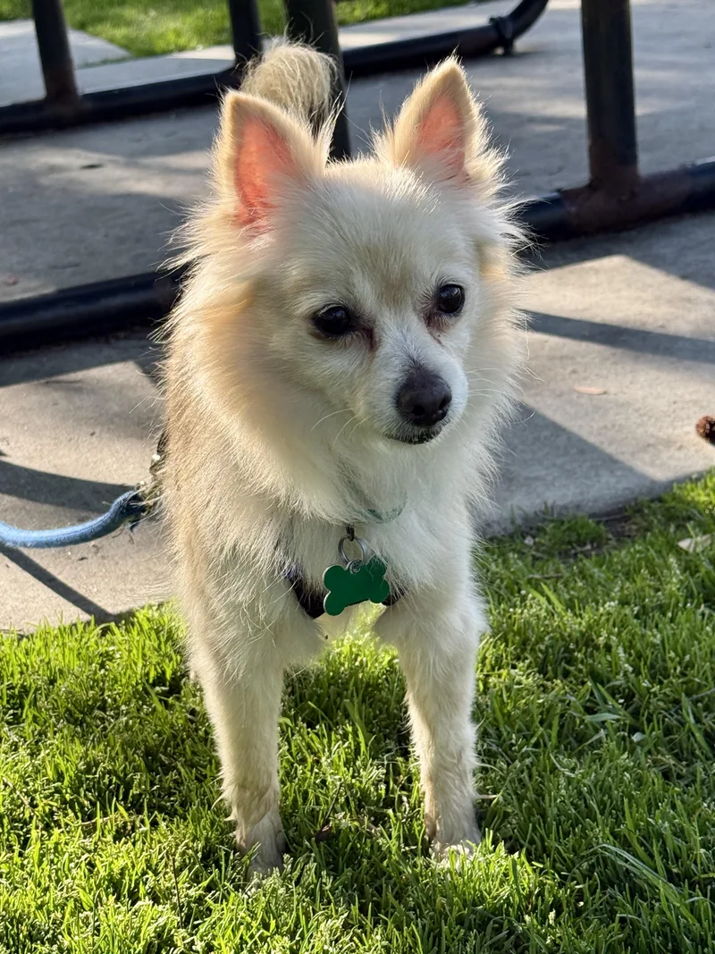 Buttercup thumbnail 6