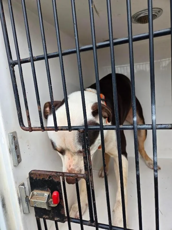 An adult medium-sized male Black Mixed Breed dog named Vaedrex for adoption in Mobile, AL