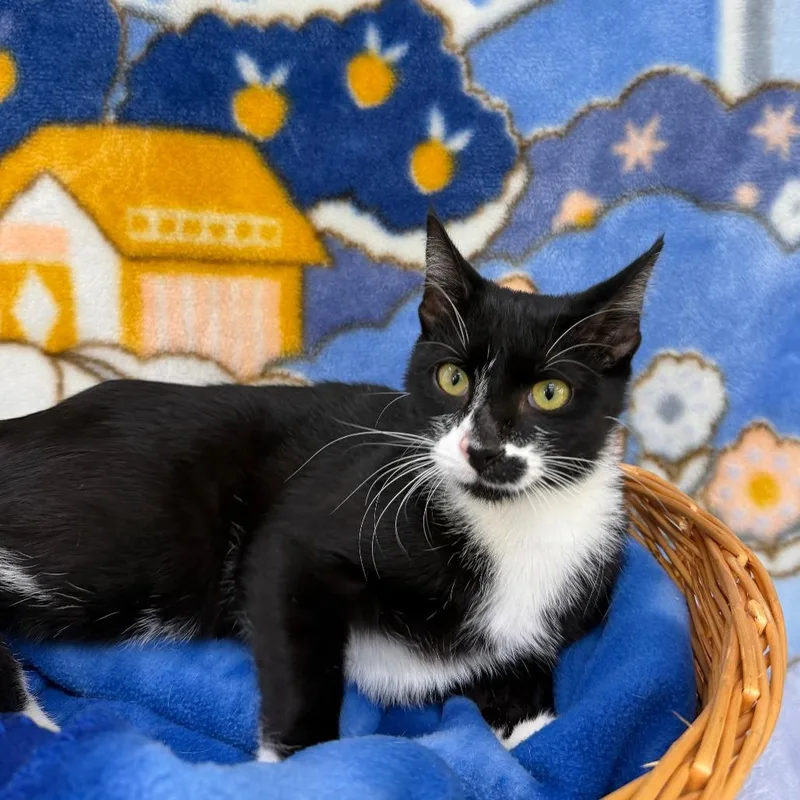 An adult medium-sized female Black Domestic Short Hair cat named Norah for adoption in Deerfield, IL