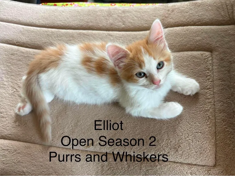 A baby medium-sized male Orange & White Domestic Short Hair cat named Elliot for adoption in New Hartford, NY