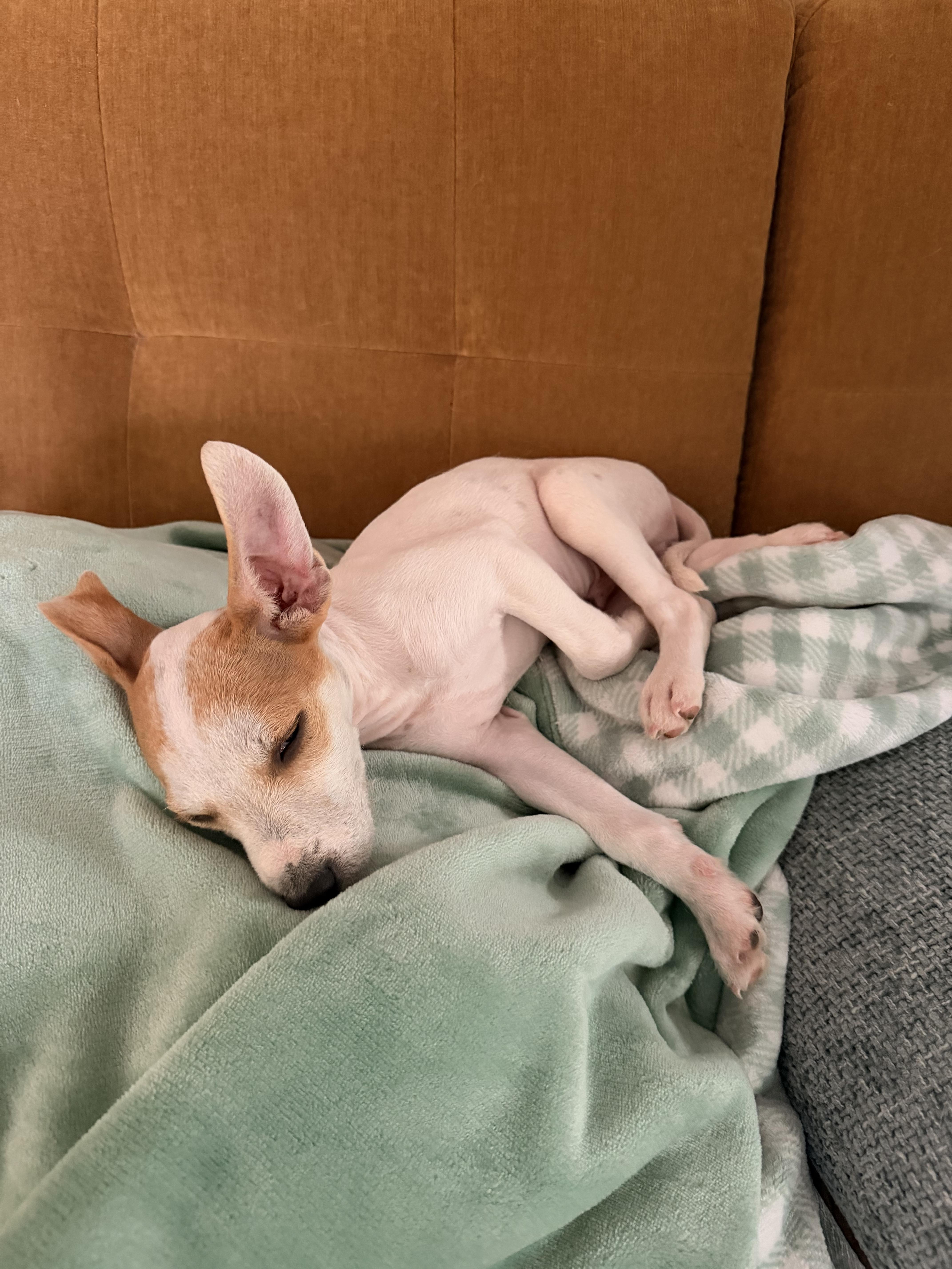 A baby small-sized male White / Cream Chihuahua dog named Trix for adoption in Austin, TX