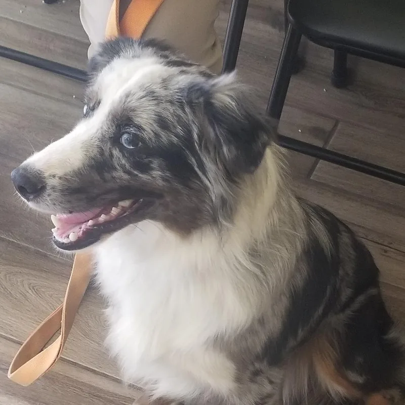 A baby medium-sized male Gray / Blue / Silver Australian Shepherd dog named Shepp for adoption in Henderson, KY