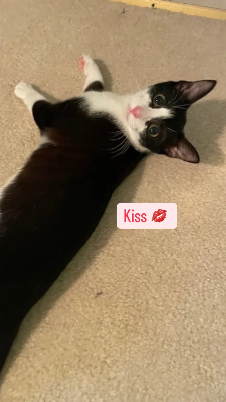 Cp  Nc Kiss thumbnail 2