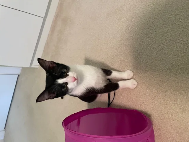 Cp  Nc Kiss thumbnail 3