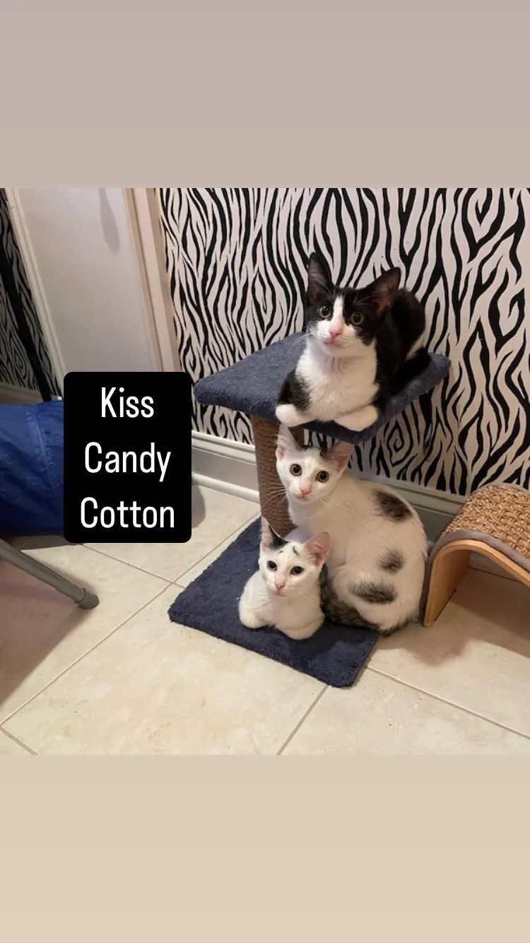 Cp  Nc Kiss thumbnail 4