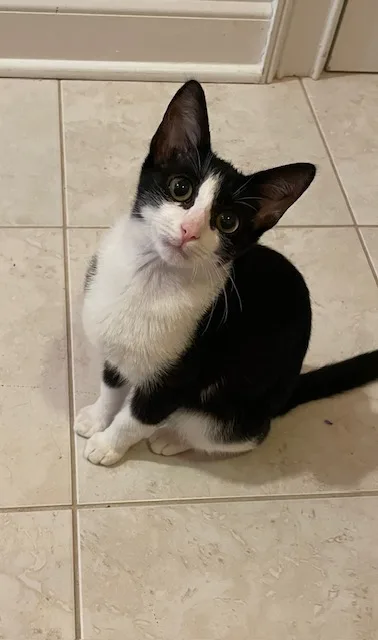 Cp  Nc Kiss thumbnail 5