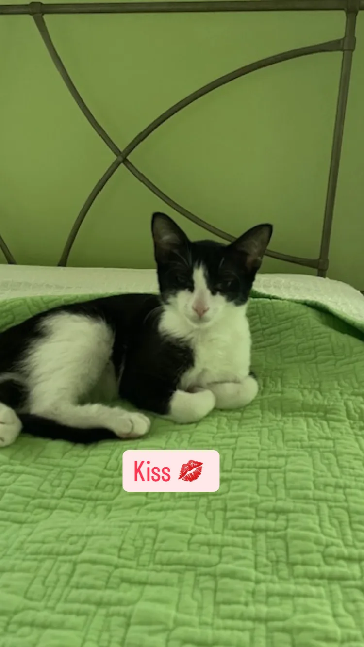 Cp  Nc Kiss thumbnail 6