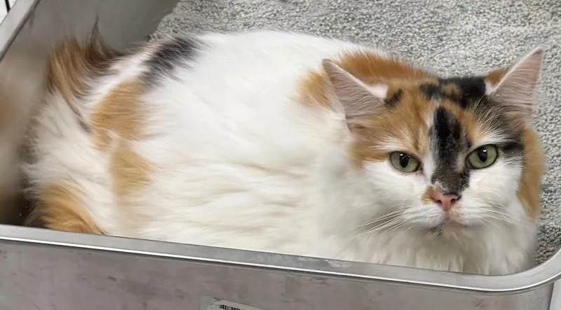 An adult extra large-sized female Calico Domestic Medium Hair cat named Rosemary for adoption in Clairton, PA