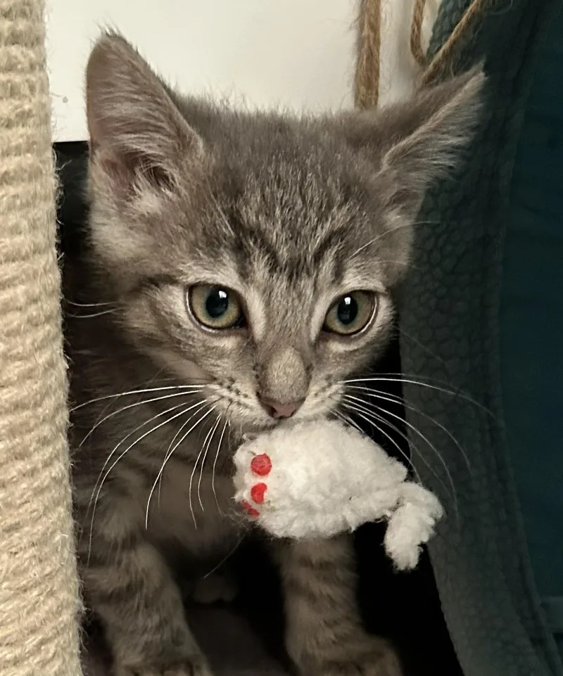 A baby medium-sized male Tabby (Gray / Blue / Silver) Domestic Short Hair cat named Bugs for adoption in Carsonville, MI