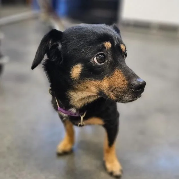 An adult small-sized female Black Chihuahua dog named Nia Choppy for adoption in Lynchburg, VA