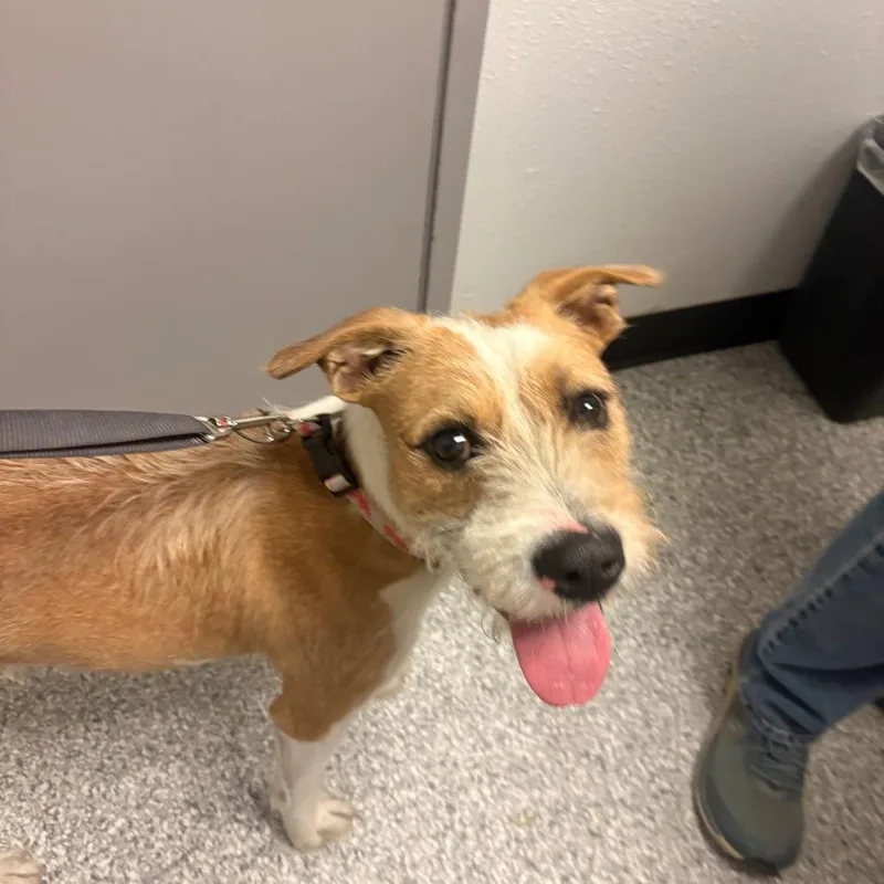 A young medium-sized male Brown / Chocolate Terrier dog named Biscuit for adoption in Taos, NM