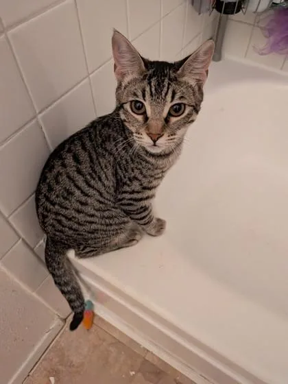 A baby small-sized male Domestic Short Hair cat named Andy for adoption in Santa Fe, TX