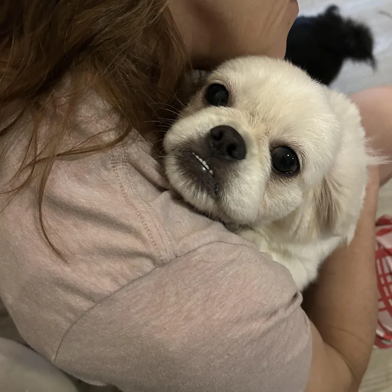 A baby small-sized male White / Cream Pekingese dog named Marshee for adoption in Texarkana, TX