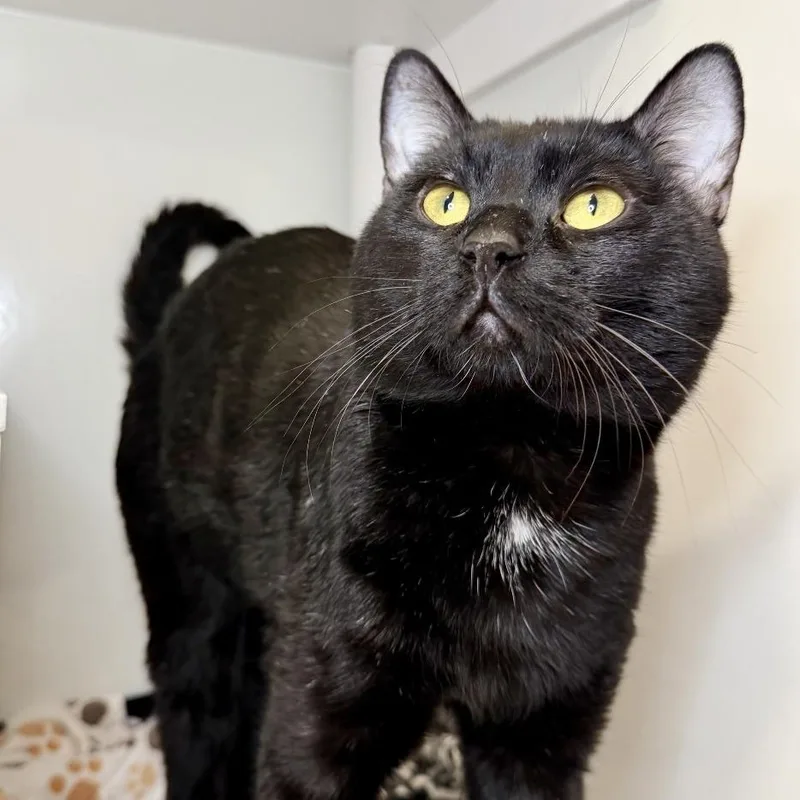 A young large-sized male Domestic Short Hair cat named Lammy for adoption in Los Angeles, CA