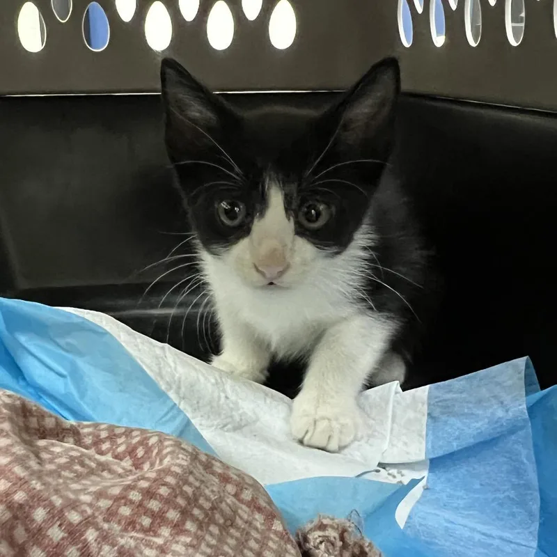 A baby small-sized male Domestic Short Hair cat named Bart for adoption in Galveston, TX