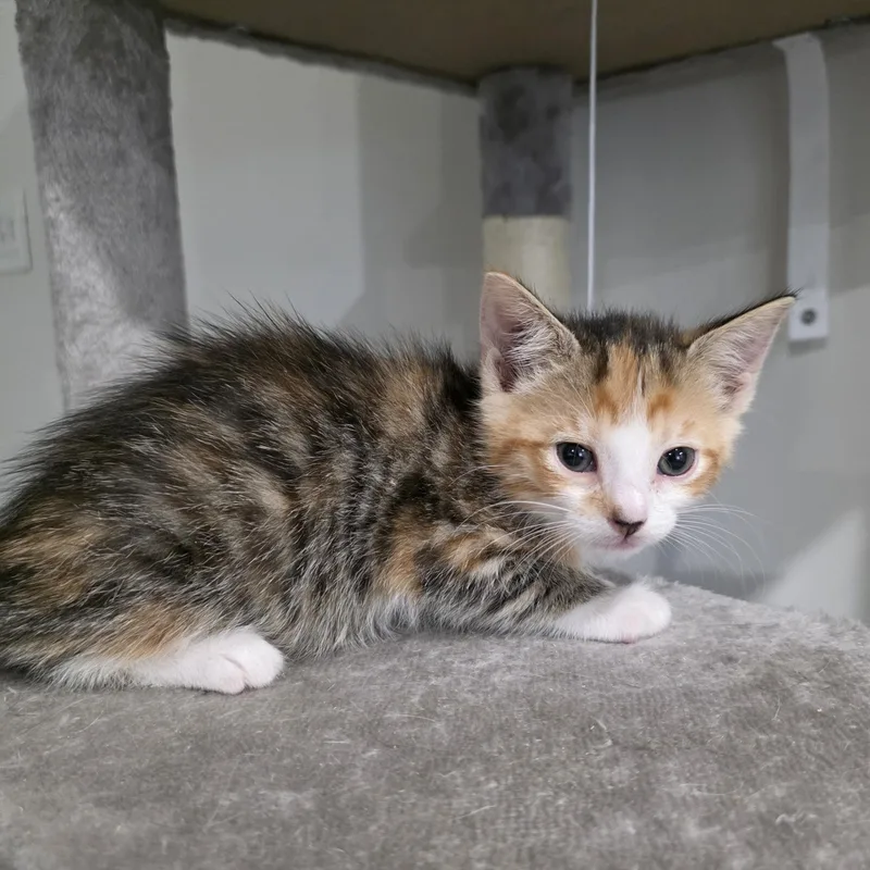 A baby medium-sized female Torbie Calico cat named Delilah for adoption in Moriches, NY