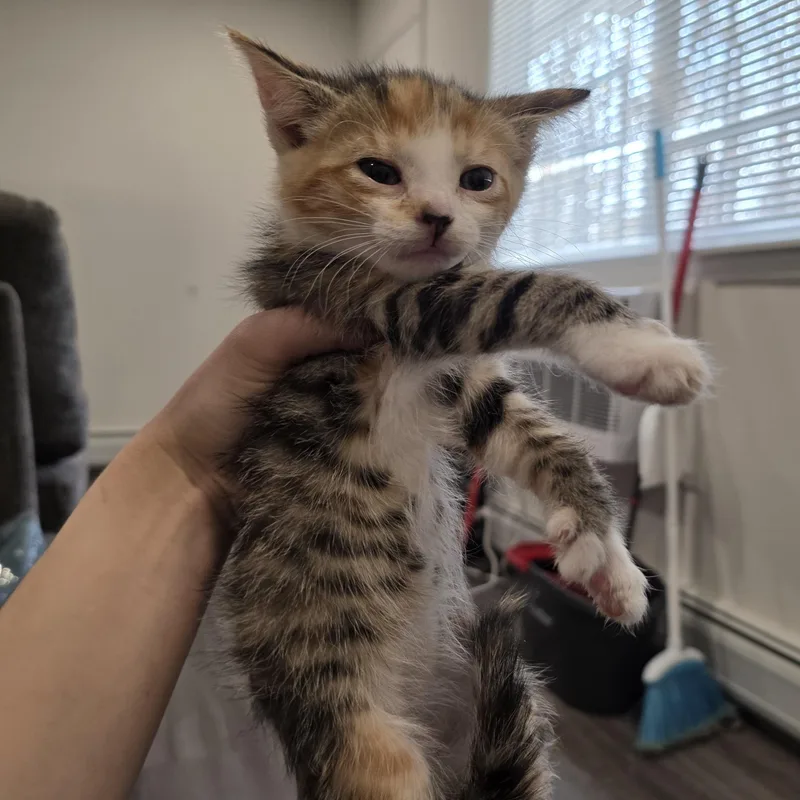 Delilah thumbnail 2