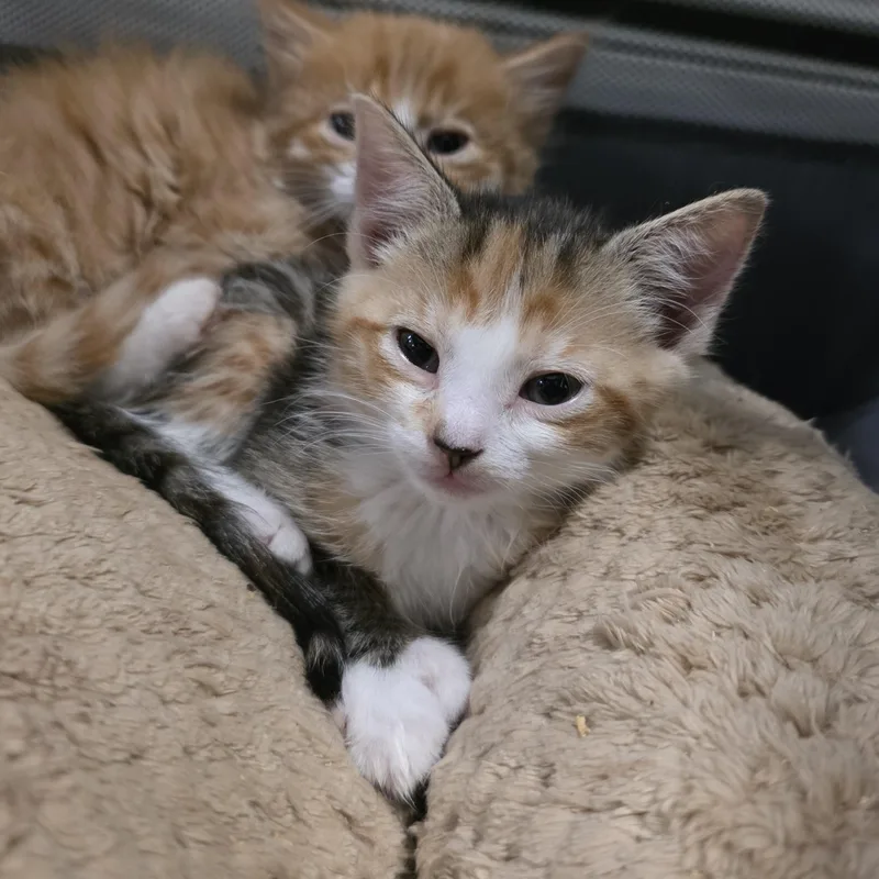 Delilah thumbnail 3