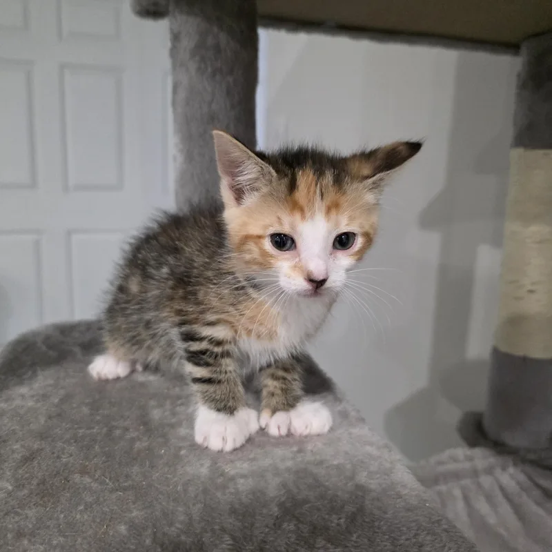 Delilah thumbnail 4